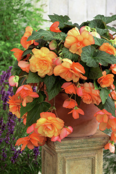 Hanging begonia Cascade Florence