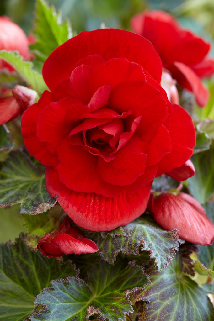 Begonia double yellow flower bulbs