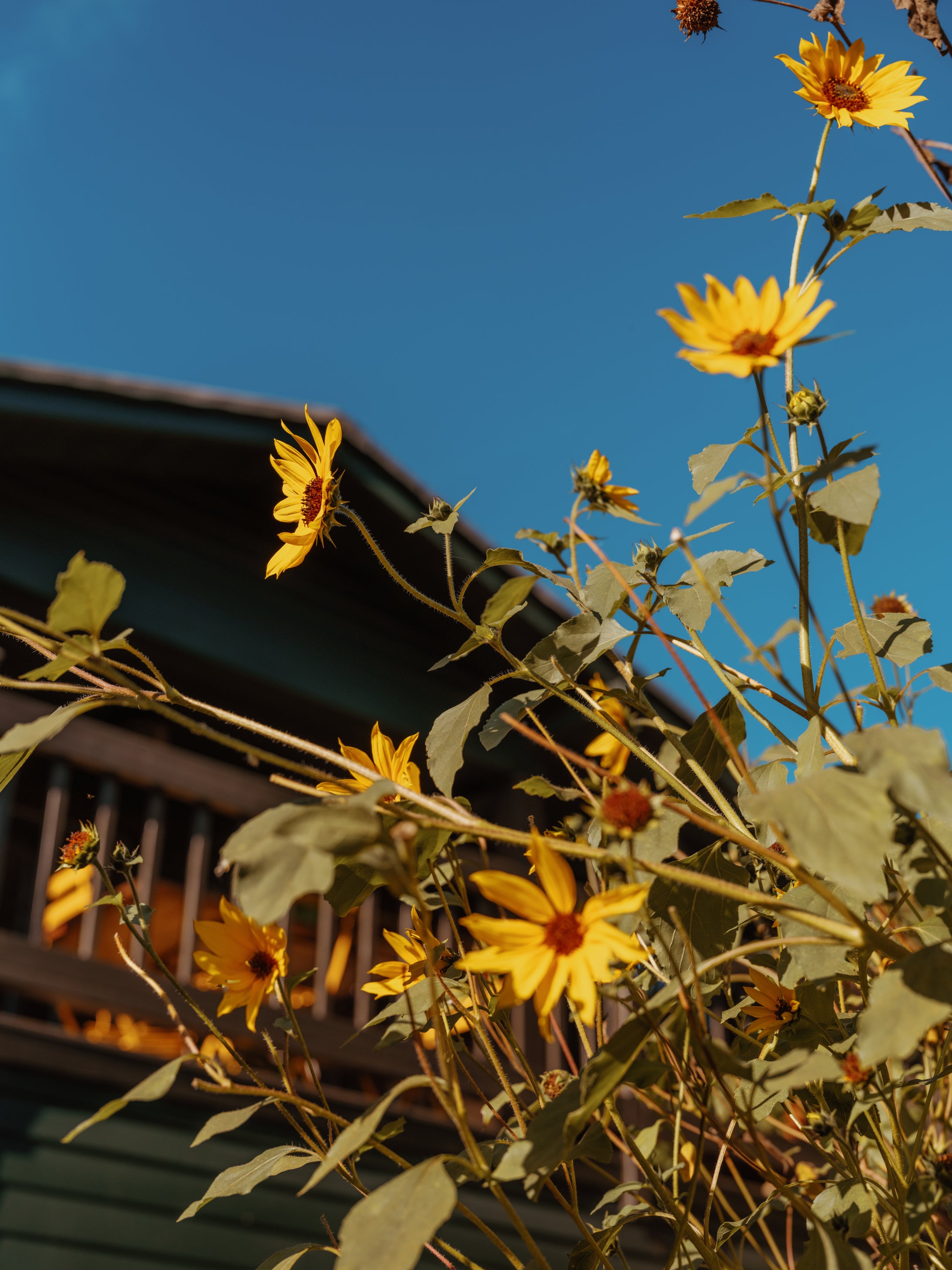 plants + people- loria stern-sunflower