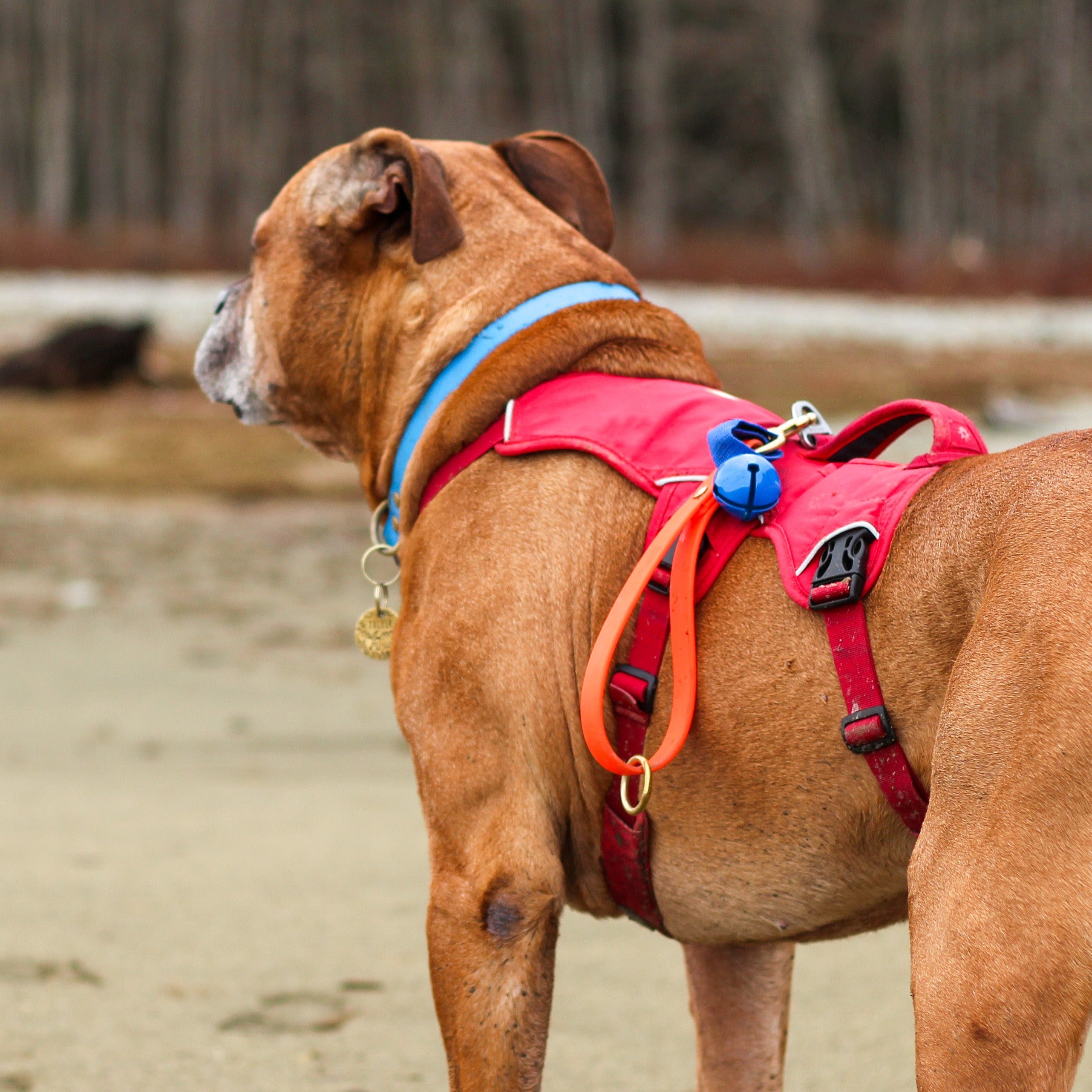 Handsfree leash and attachable pouches.. keeping treatos at the