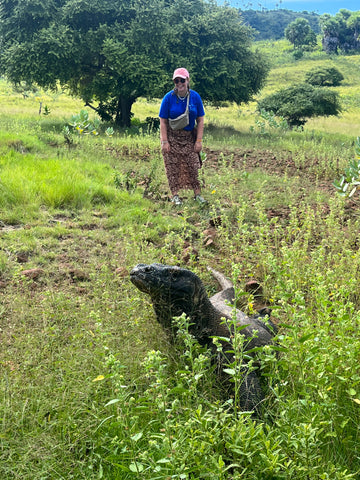 Komodovaraan