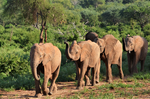 Elefanten Kenia 