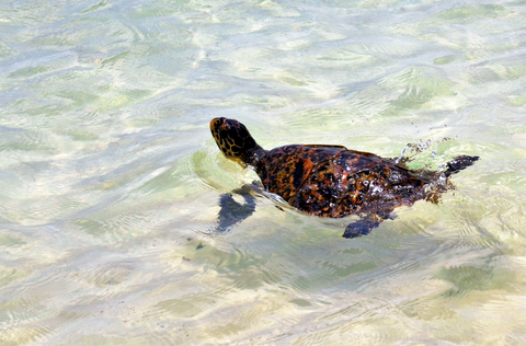 Freilassung einer Meeresschildkröte in Kenia