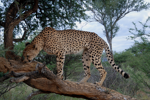 Gepard im Baum in Namibia