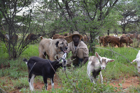 Herdenschutzhund-Programm. Farmer mit Hund in seiner Herde