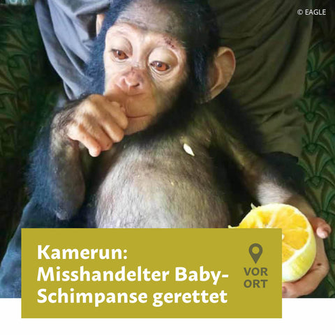 Misshandelter Baby-Schimpanse gerettet