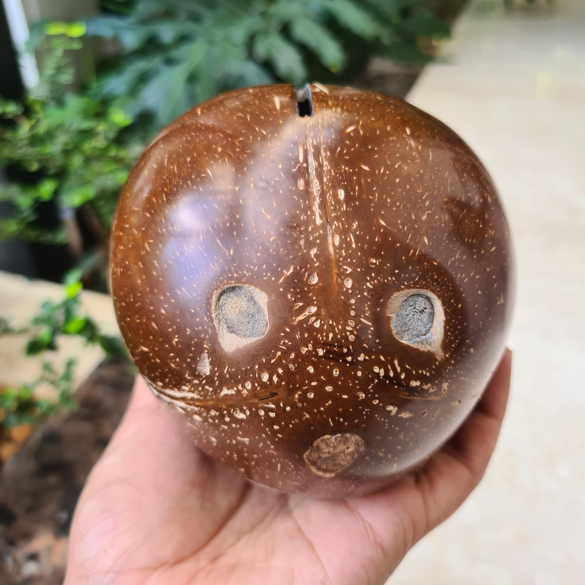 Coconut Kudukka