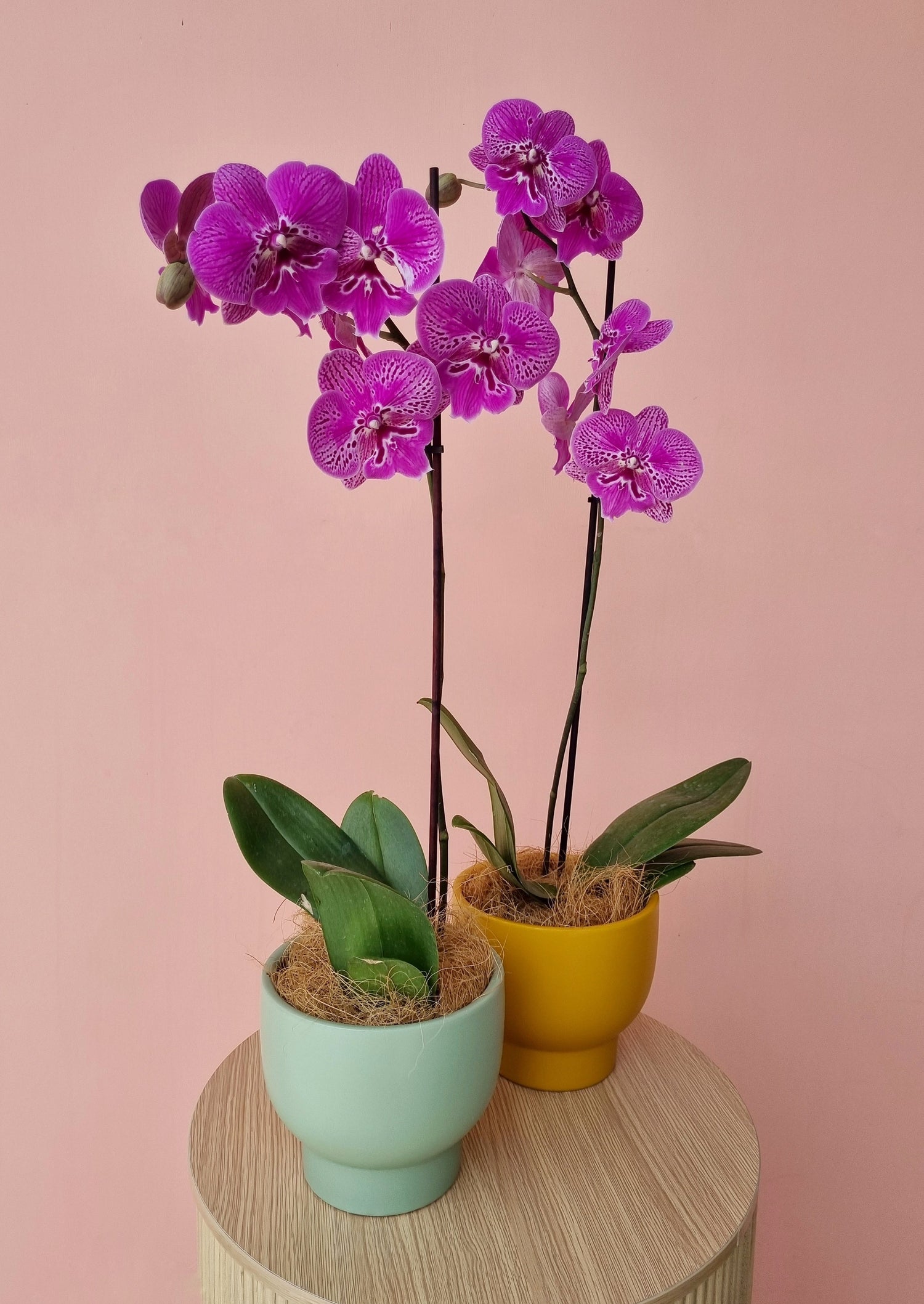 Phalaenopsis Orchid – The Wild Bunch Hobart