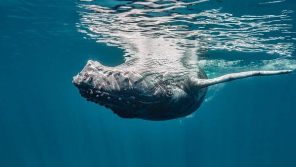 Underwater Humpback