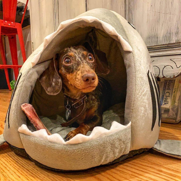 shark puppy bed