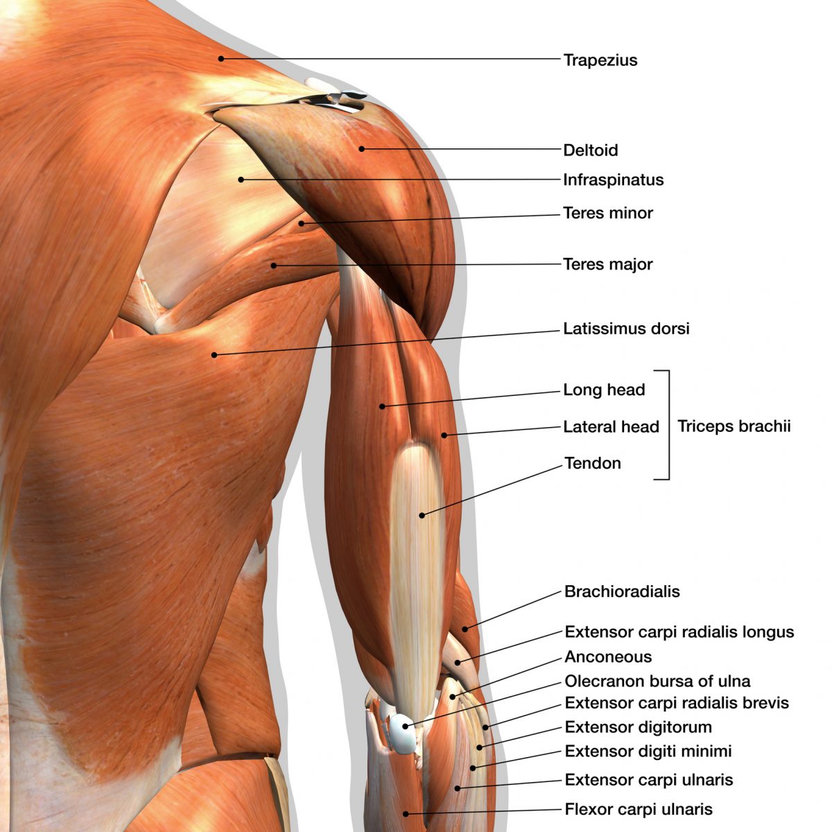 Shoulders мышцы