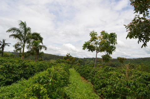 Agroforestry coffee in a 3-layer system