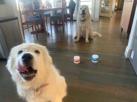 great pyrenees