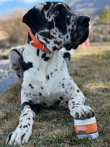 great dane with back 40 dogs pumpkin power
