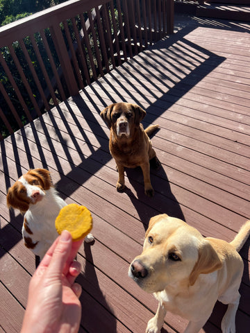 Dog treat recipe with pumpkin and kelp from BACK 40 dogs