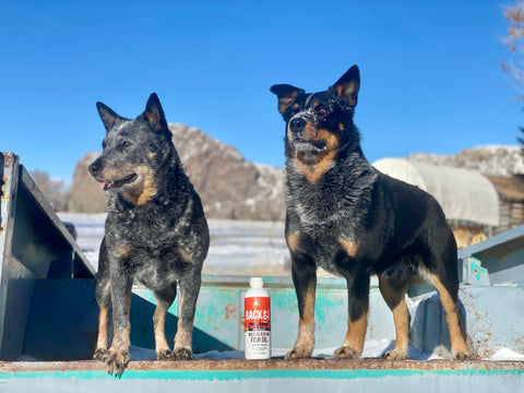 back 40 dogs wild alaskan fish oil for working dogs