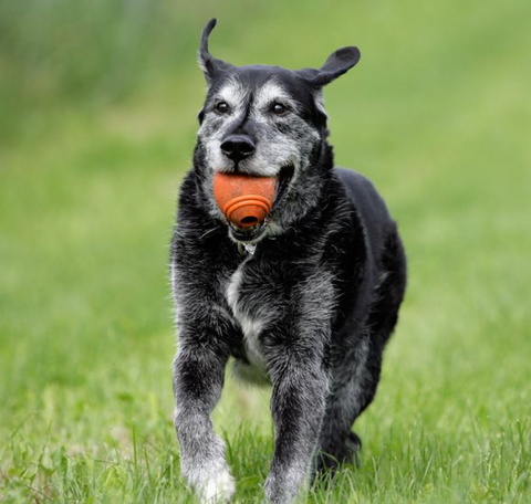arthritis solutions for senior dogs
