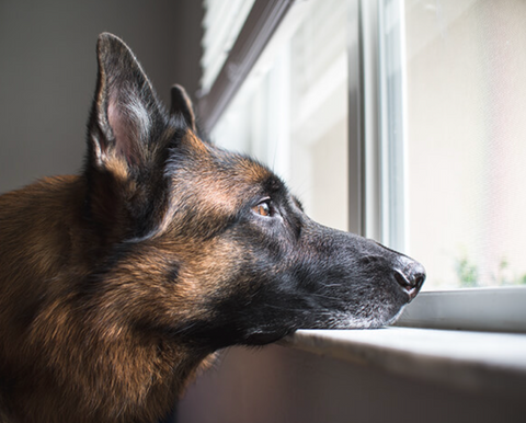4 ways to mentally stimulate your dog on a rainy day