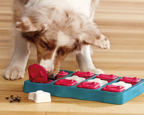 puzzle toy for dogs