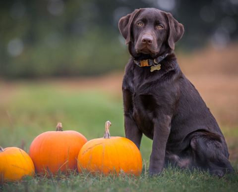 pumpkin for dogs