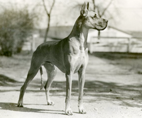 working dog history