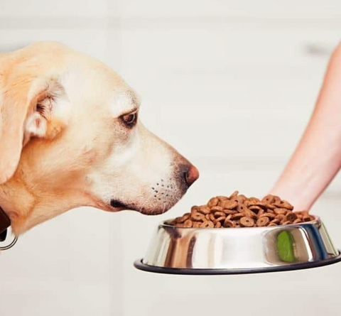 dog diet diversity tips