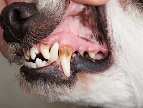 supplement for dogs teeth