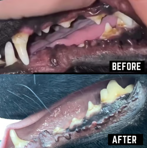 before and after back 40 dogs kelp supplement for dogs dental health