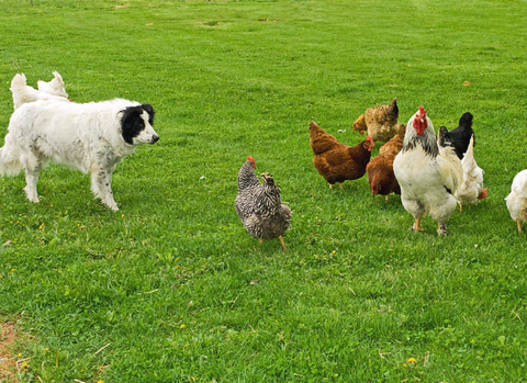 how to teach your dog to herd chickens