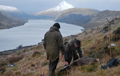 Stalking in the Scottish Highlands - Preparing To Gralloch