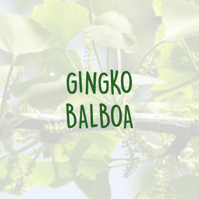 Hello Focus Ingredients - Ginkgo Balboa
