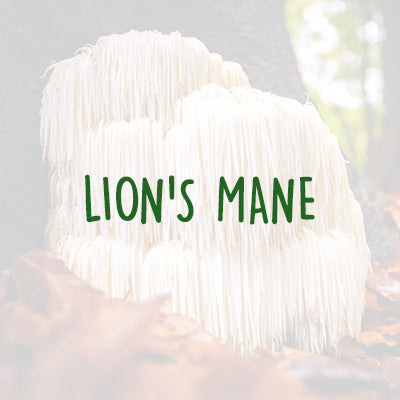 Hello Focus Ingredients - Lion's Mane