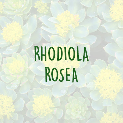 Hello Calm Ingredients - Rhodiola Rosea