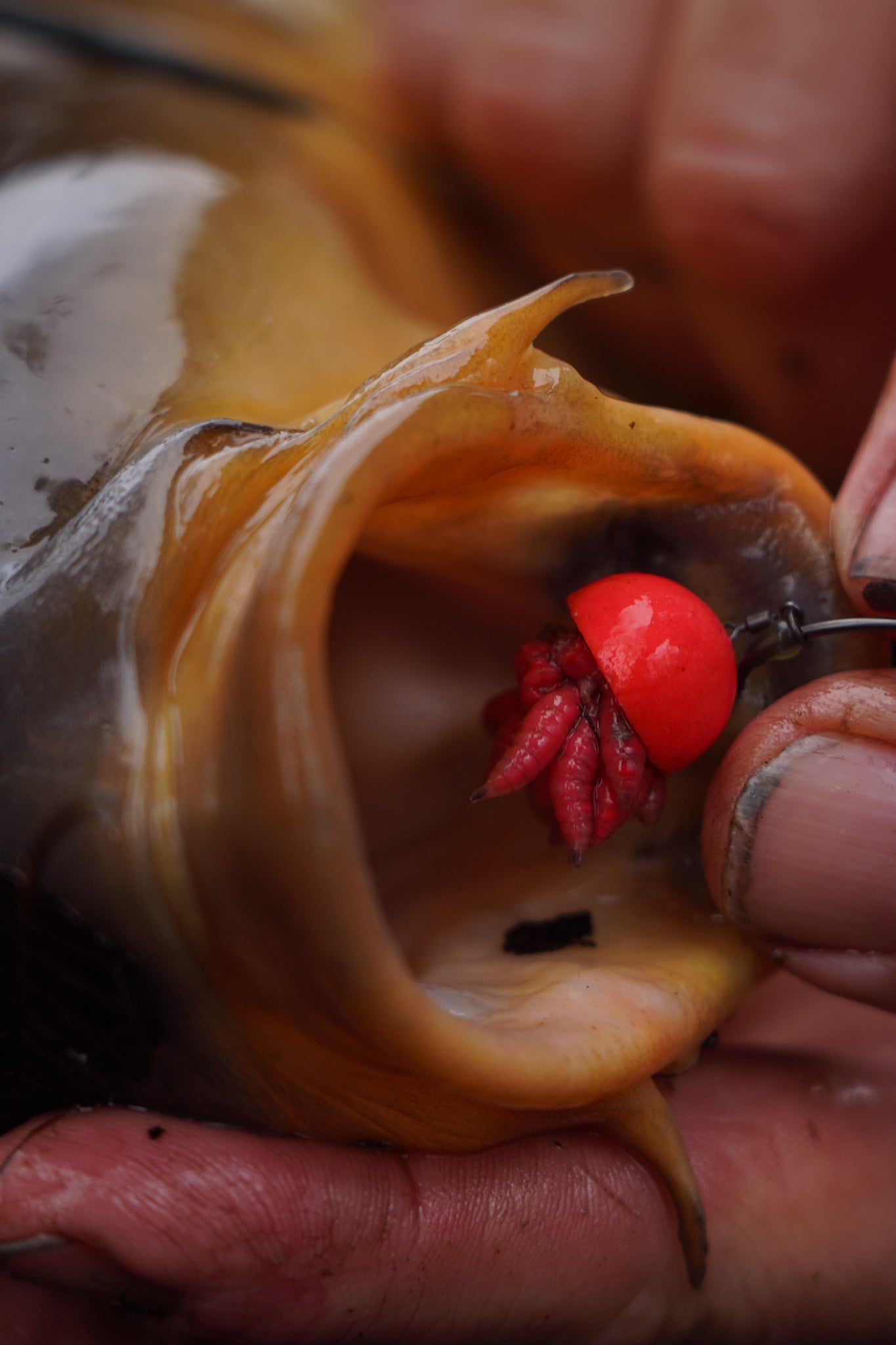 Carp hooked on maggots