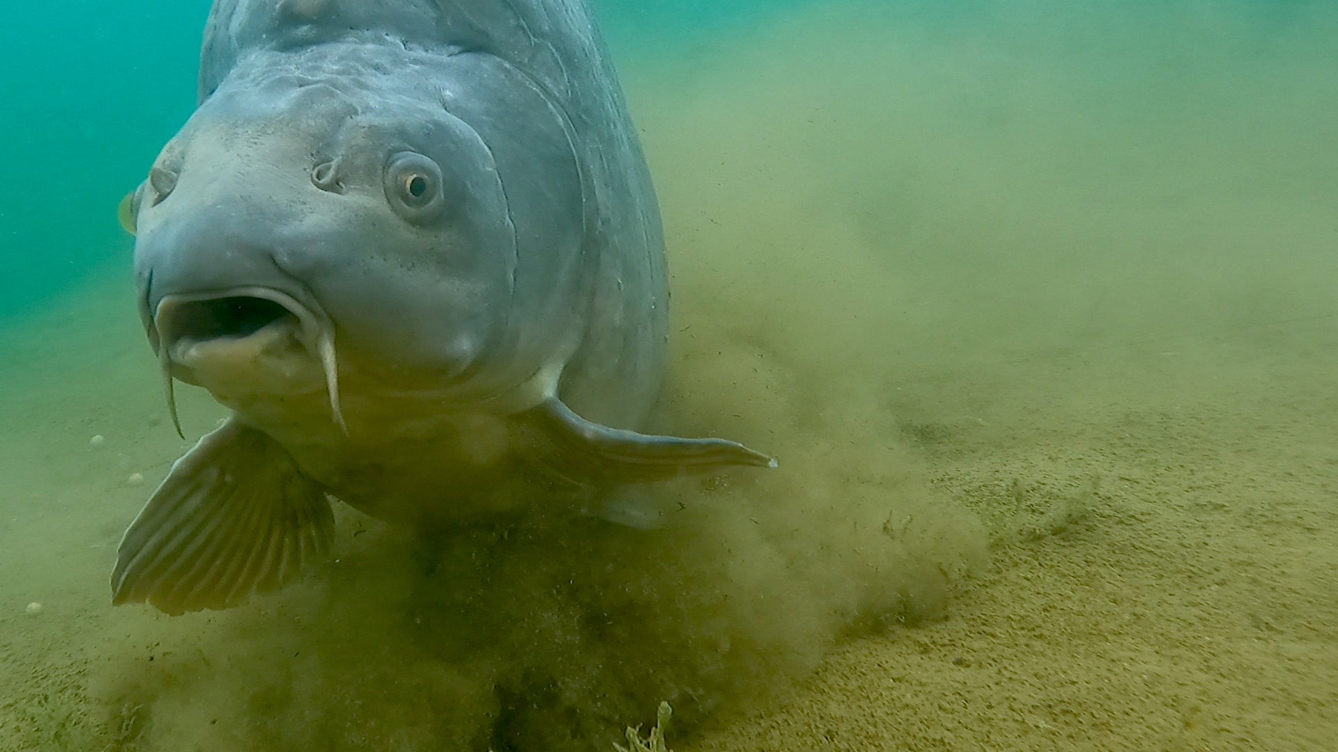 Big Carp Underwater