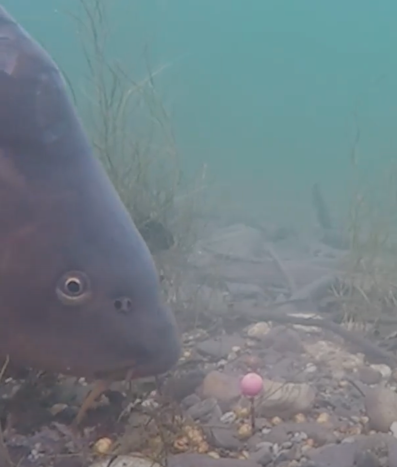 Carp looking at Ronnie Rig Underwater