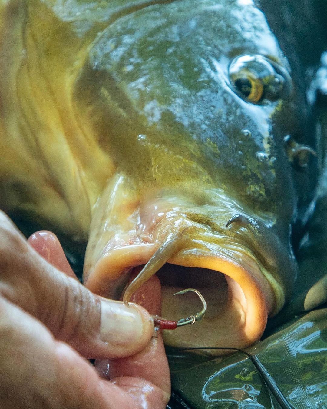 Hooked Carp Lock Hook Spinner Rig