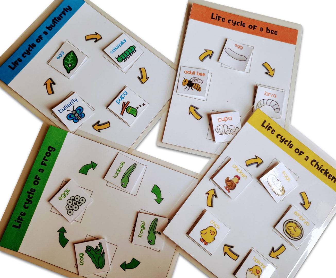 Four lifecycle activity set for kids