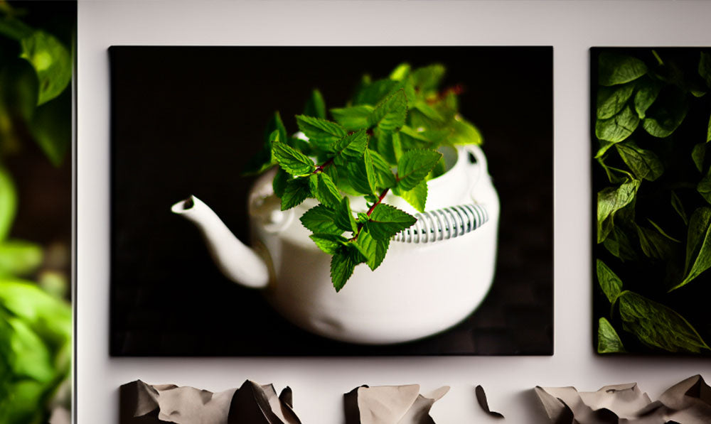 Portrait of a peppermint tea pot on a white wall