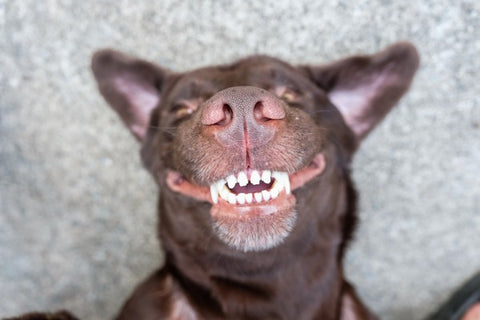 Dog Dental Problems: What You Need to Know