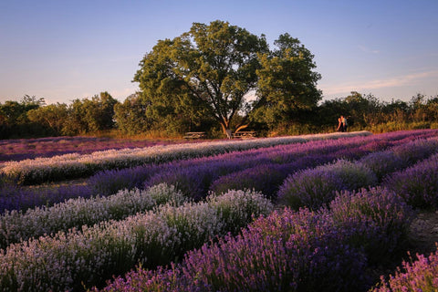 Lavender Farm in Prince Edward County