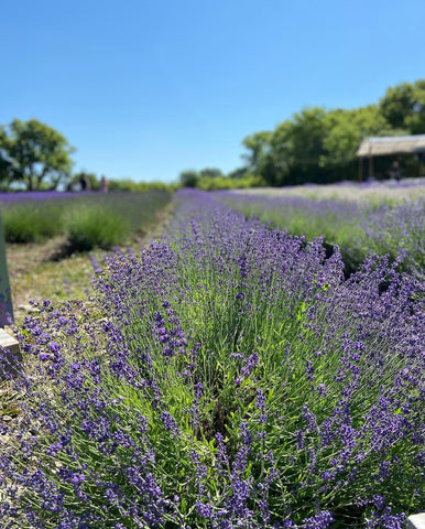 Lavender Farm in Prince Edward County
