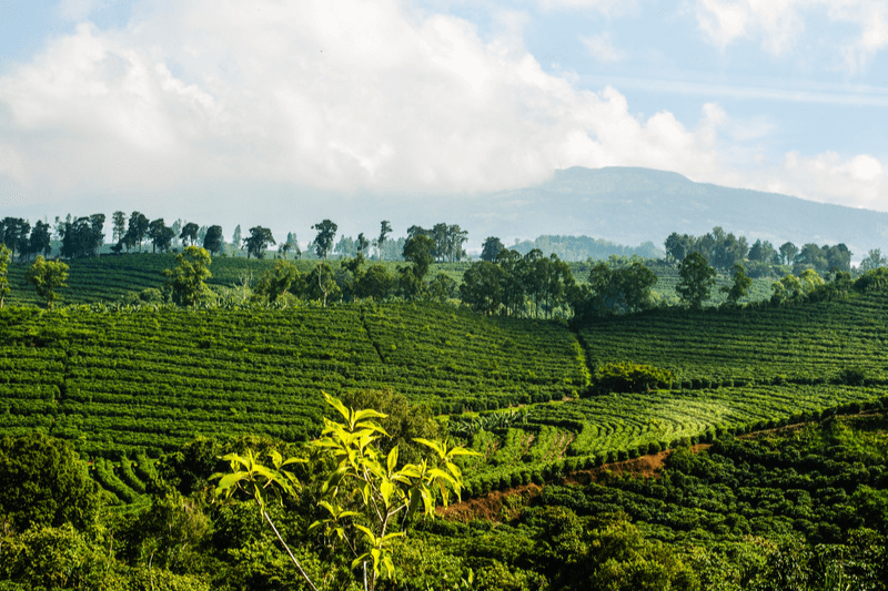 Costa Rican coffee growing in a mountainous region.