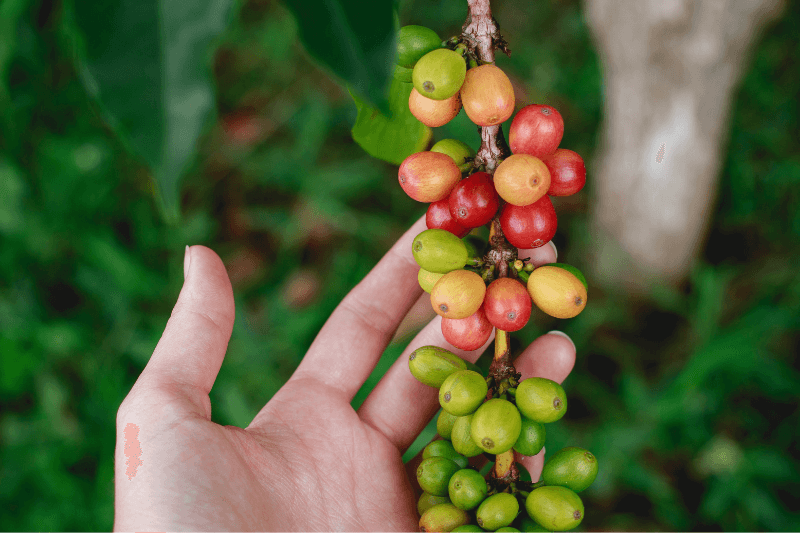 Coffee plant cherry fruits