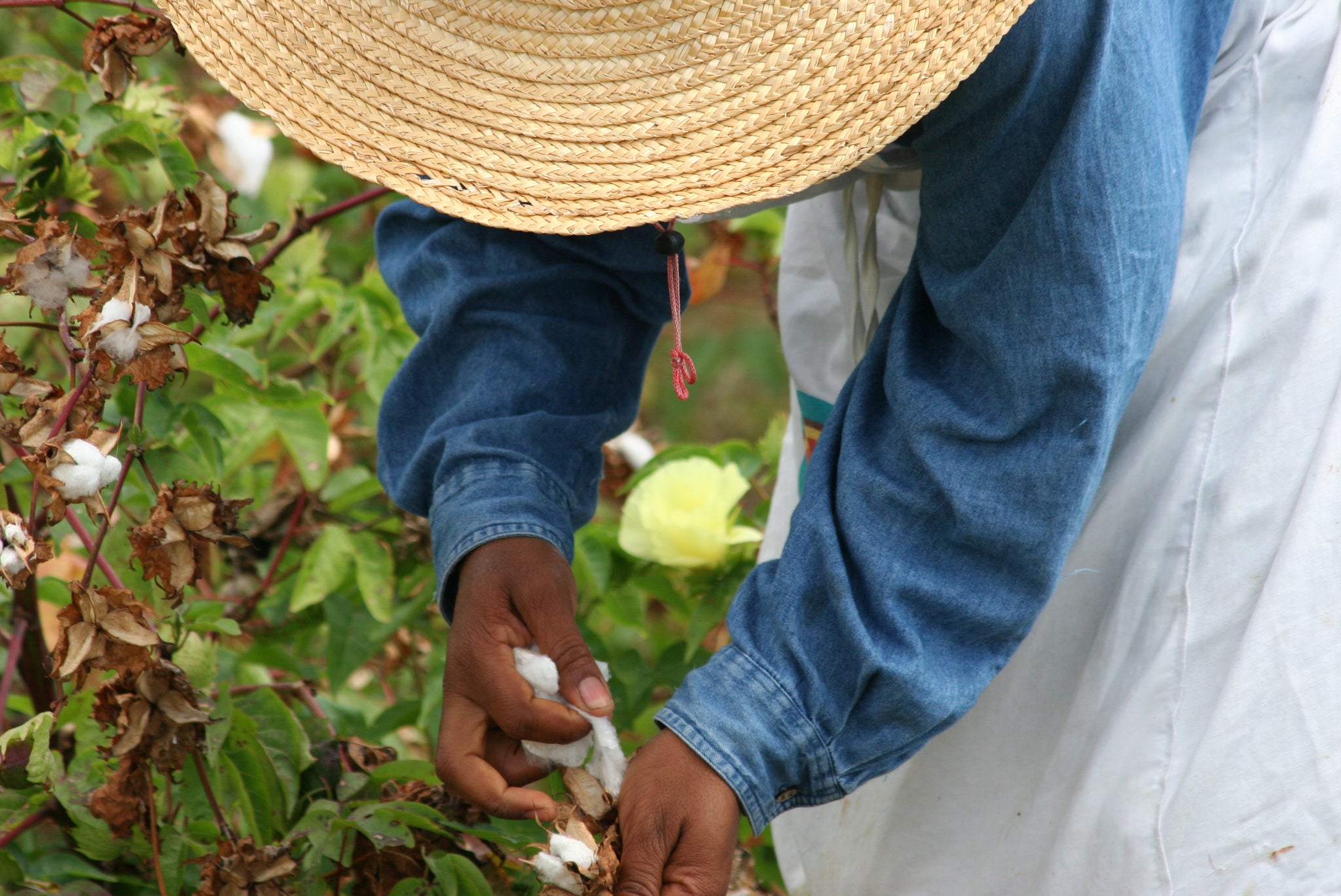 cotton_fields_fair_trade.webp__PID:33330f0d-9244-4e44-a964-704ce4ed12b0