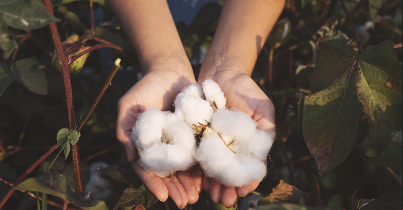 organic_cotton_fields_north_peru.webp__PID:f0b2240f-71b7-4fe9-ace6-4363fab93607