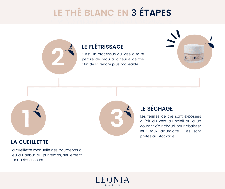 Tout Savoir sur le Thé Blanc et ses Bienfaits !