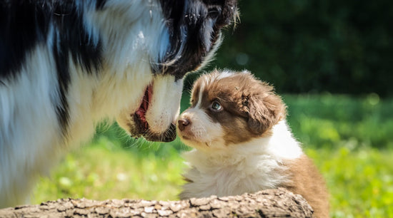 dog meeting puppy