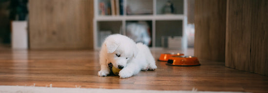 puppy enrichment products