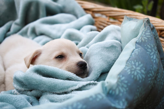 new puppy in blanket